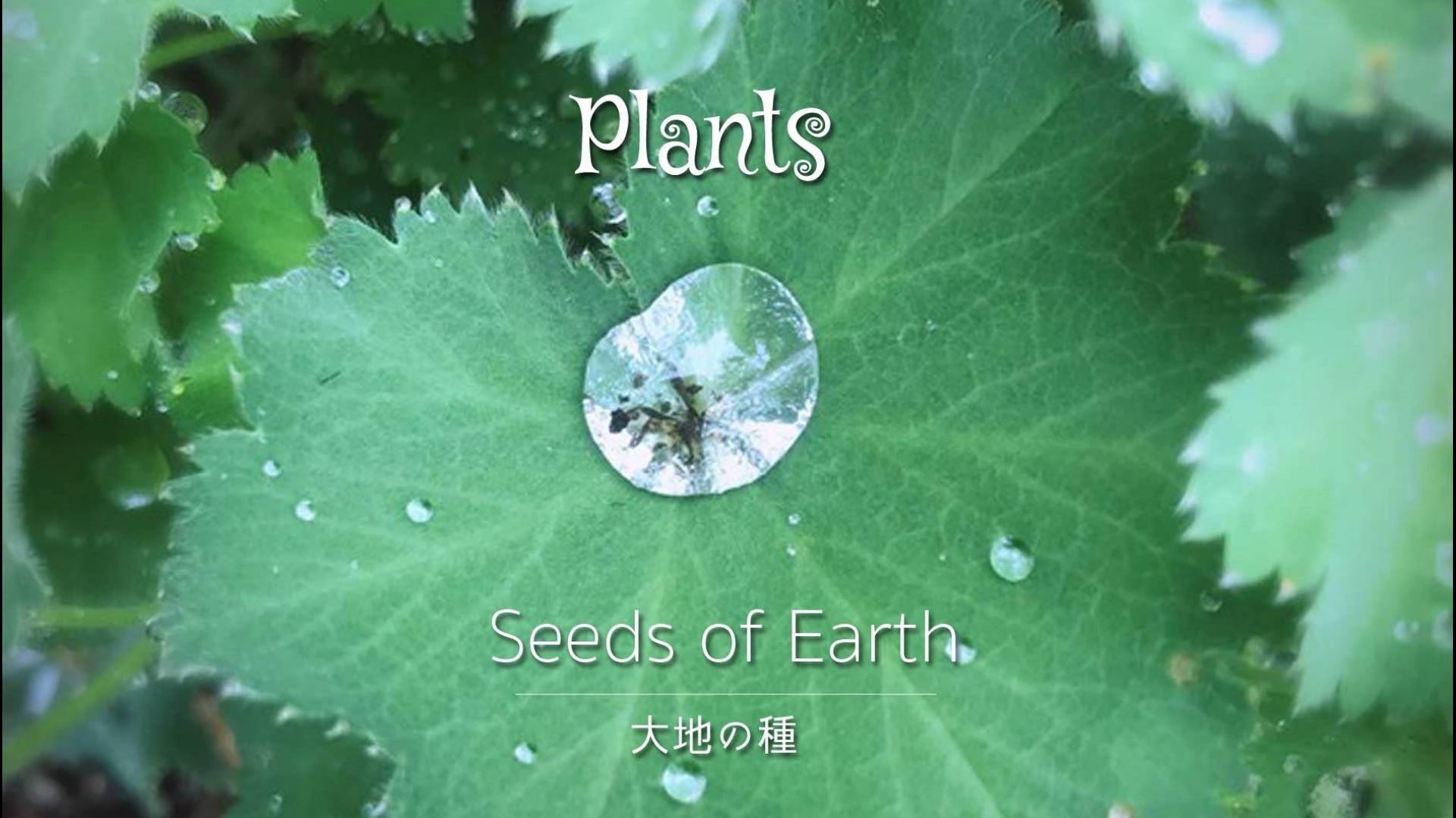 Mini Album 「Plants」 大地の種インタビューPDF