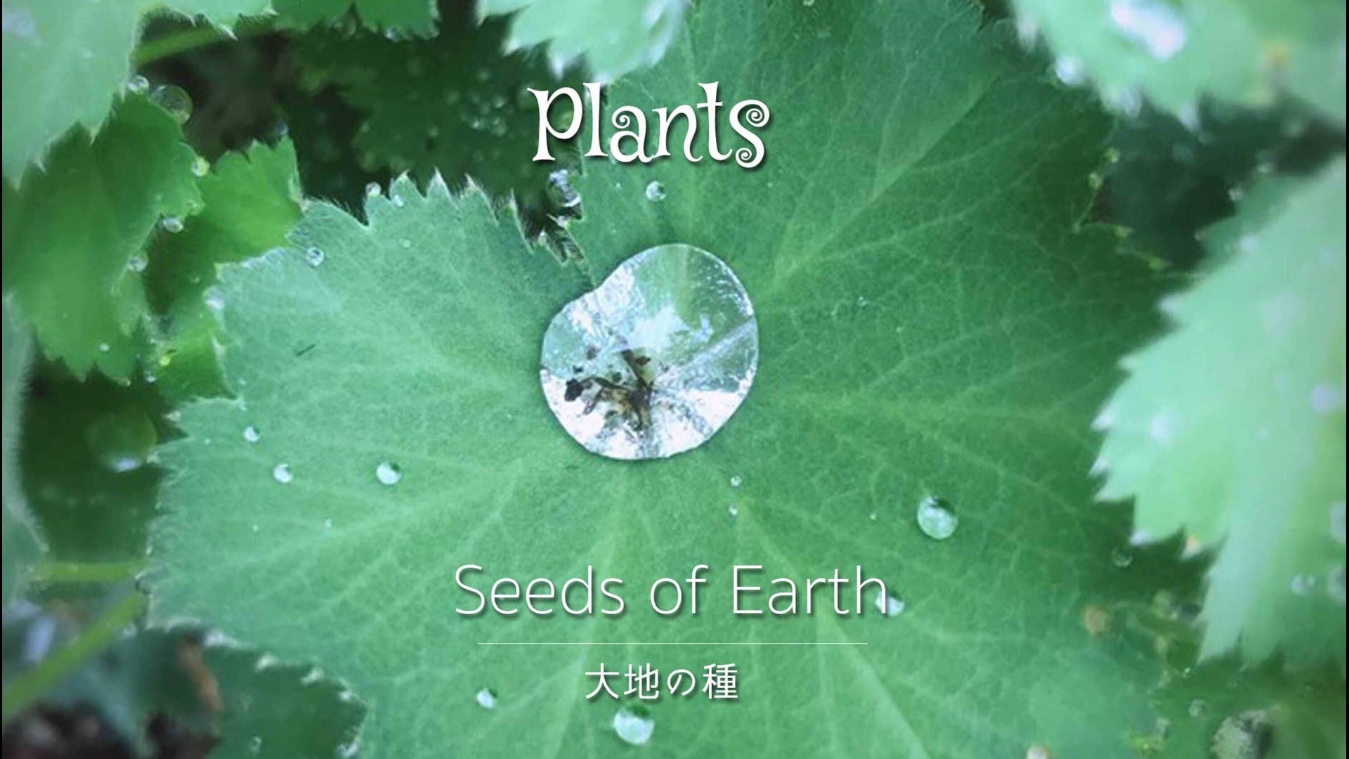 ミニアルバム『Plants』無償ダウンロードプレゼント