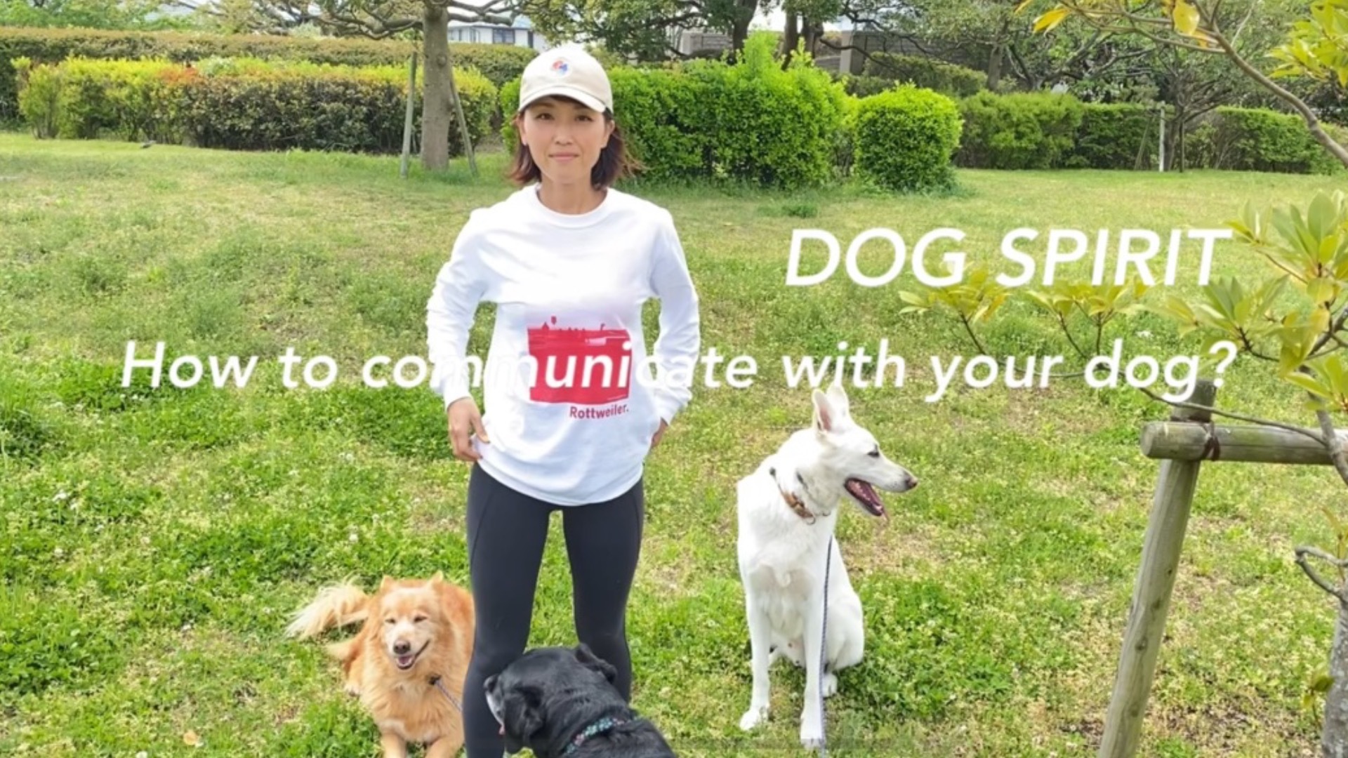 犬とのコミュニケーション方法