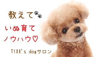 教えて☆いぬ育てノウハウ♡ Till's dogサロン ティル